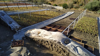 Imagen de los paseros donde se realiza el secado de la uva-pasa en la Axarquía