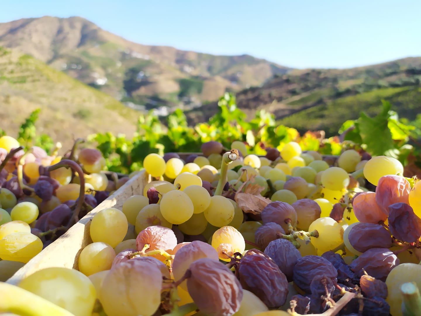 Uvas Moscatel de Alejandría recogidas en el municipio de El Borge / Diario-Axarco