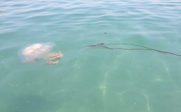 Imagen del ejemplar de la especie Rhizostoma Luteum localizado ayer en la playa nerjeña de Carabeíllo / Milito (Diario SUR)