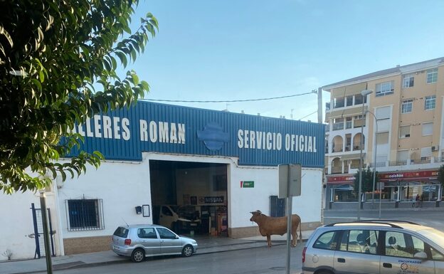 El animal, ayer por la tarde en la calle de Torre del Mar / Diario SUR